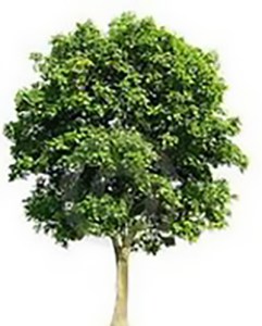 Idaho Walnut